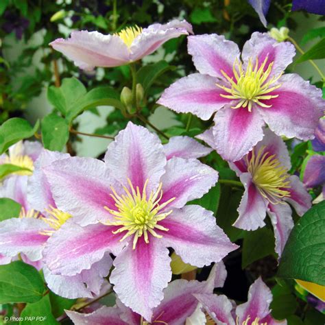 piillu|Piilu Clematis 